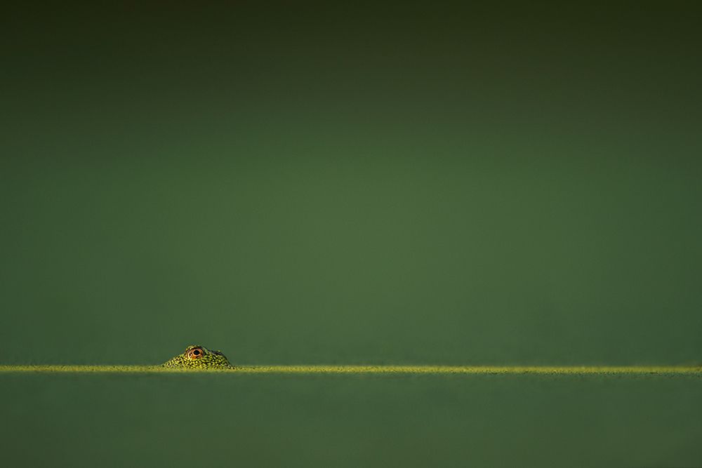 Frog in a Pond art print by Artographie for $57.95 CAD