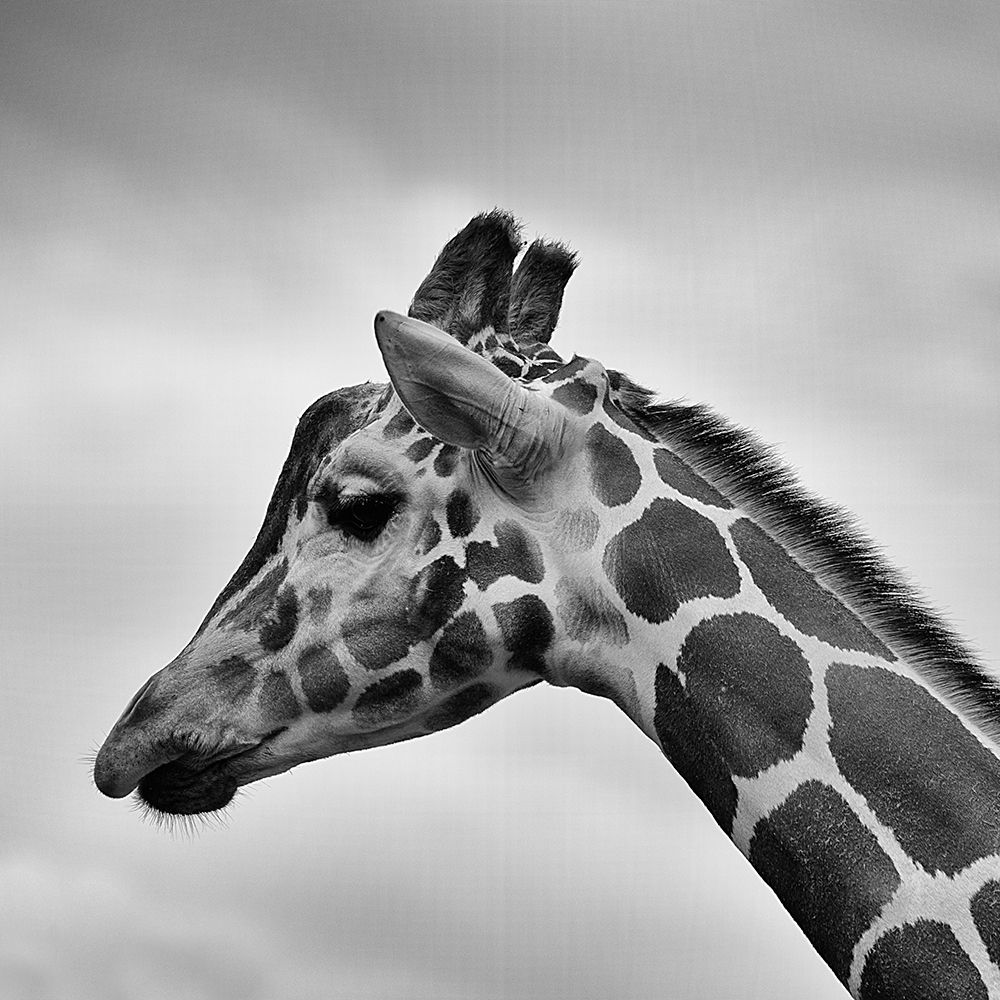 Giraffe My Best Side art print by Artographie for $57.95 CAD
