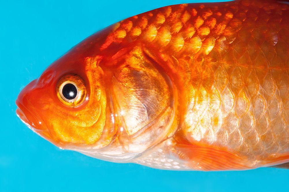 Goldfish Best Side art print by Artographie for $57.95 CAD