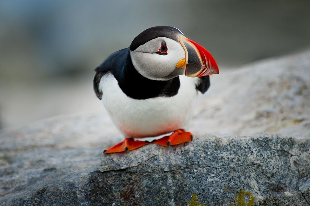 Goofy Puffin art print by Artographie for $57.95 CAD