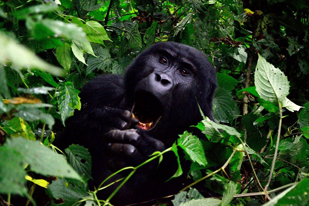 Gorilla in the Green art print by Artographie for $57.95 CAD