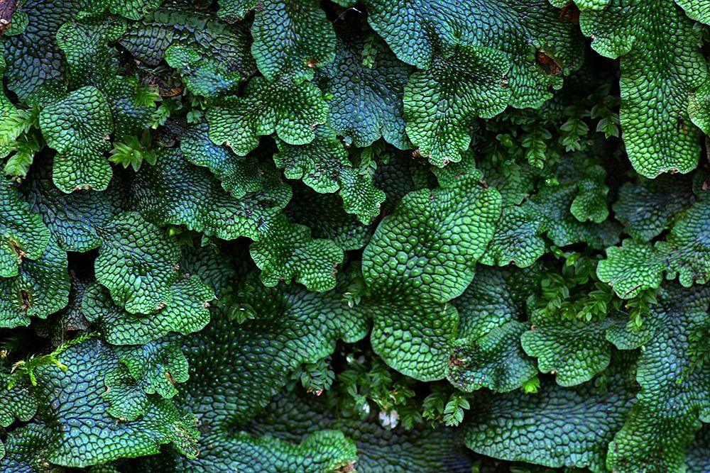 Great scented liverwort plant leaves art print by Artographie for $57.95 CAD