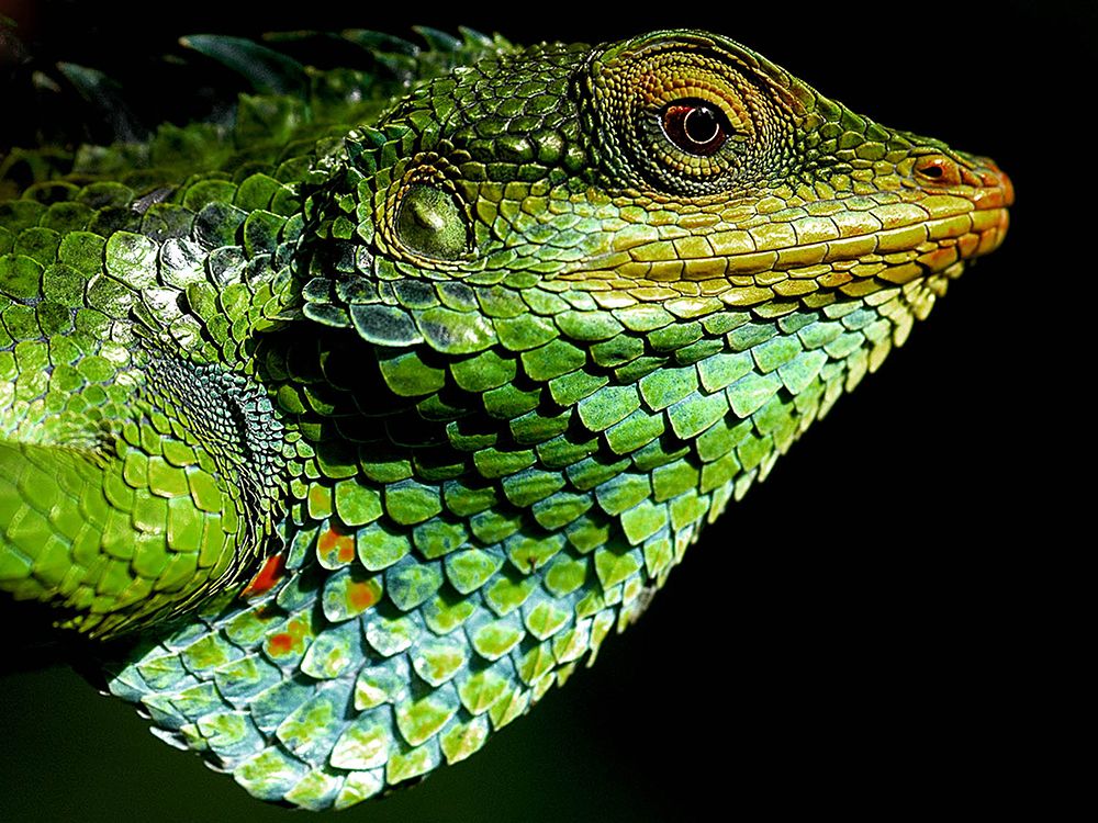 Green Iguana Best Side art print by Artographie for $57.95 CAD