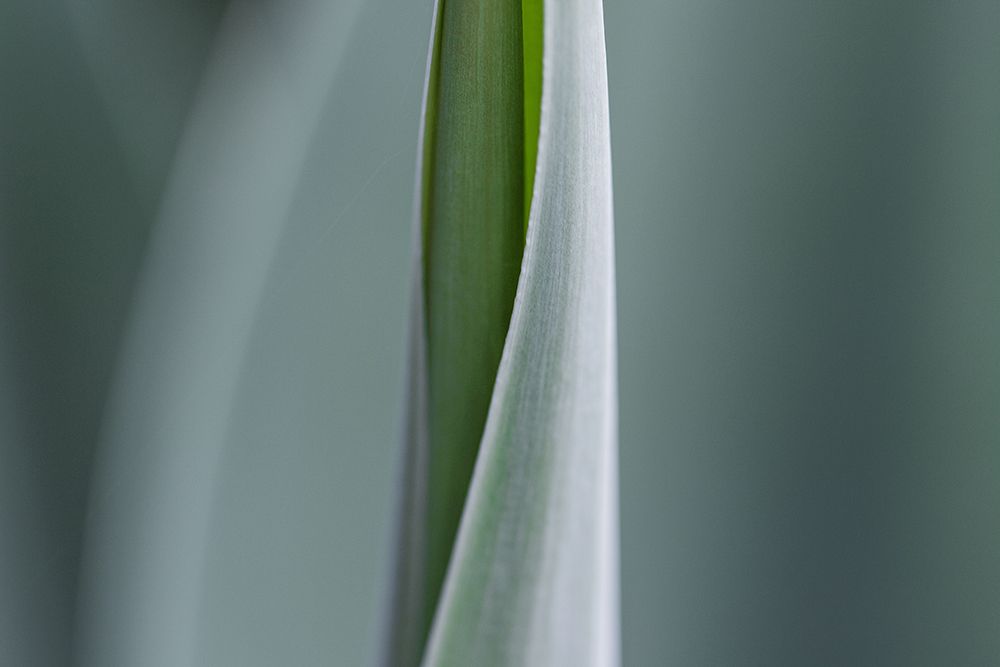 Green Nature art print by Artographie for $57.95 CAD