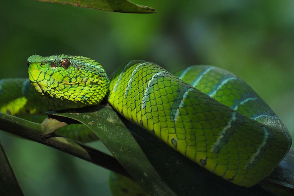 Green Snake art print by Artographie for $57.95 CAD