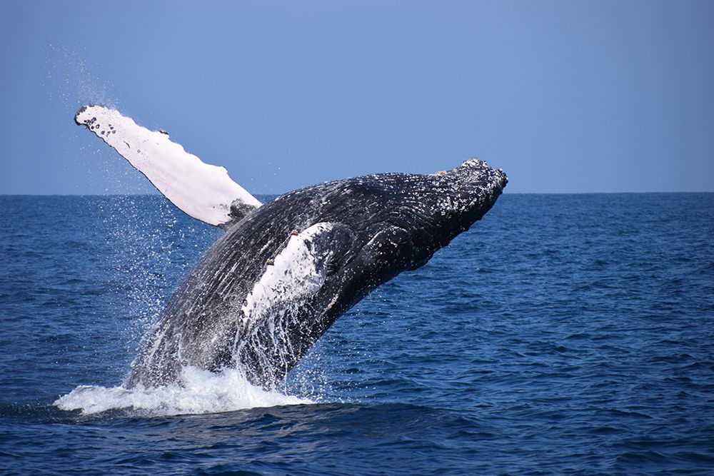 Humpback Whale art print by Artographie for $57.95 CAD