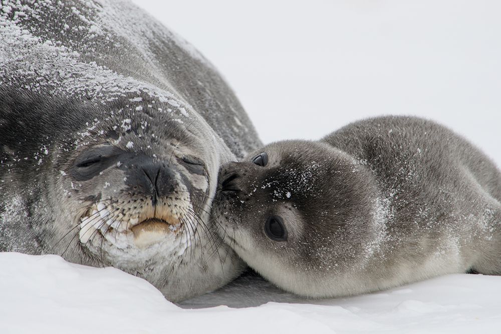 Baby Seal Love art print by Artographie for $57.95 CAD