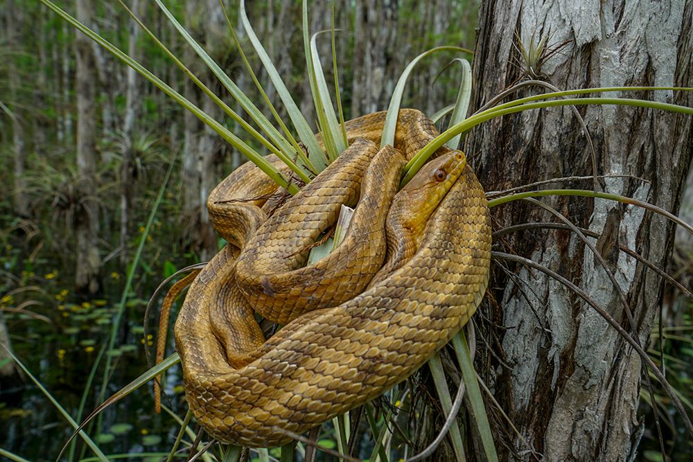 Jamaican Boa art print by Artographie for $57.95 CAD