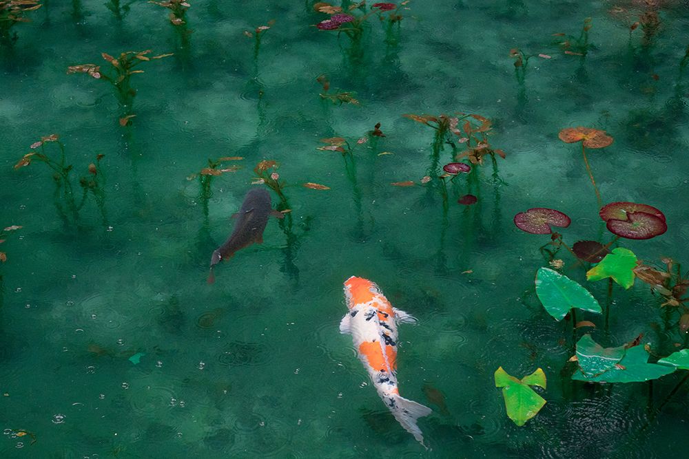 Japanese Koi art print by Artographie for $57.95 CAD