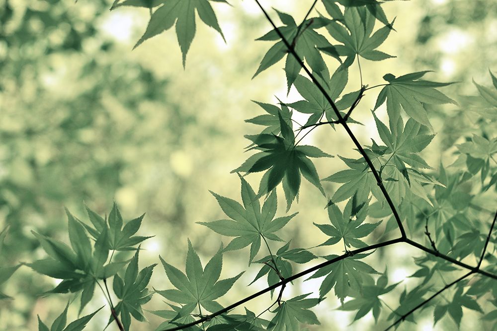 Japanese Maple Tree art print by Artographie for $57.95 CAD