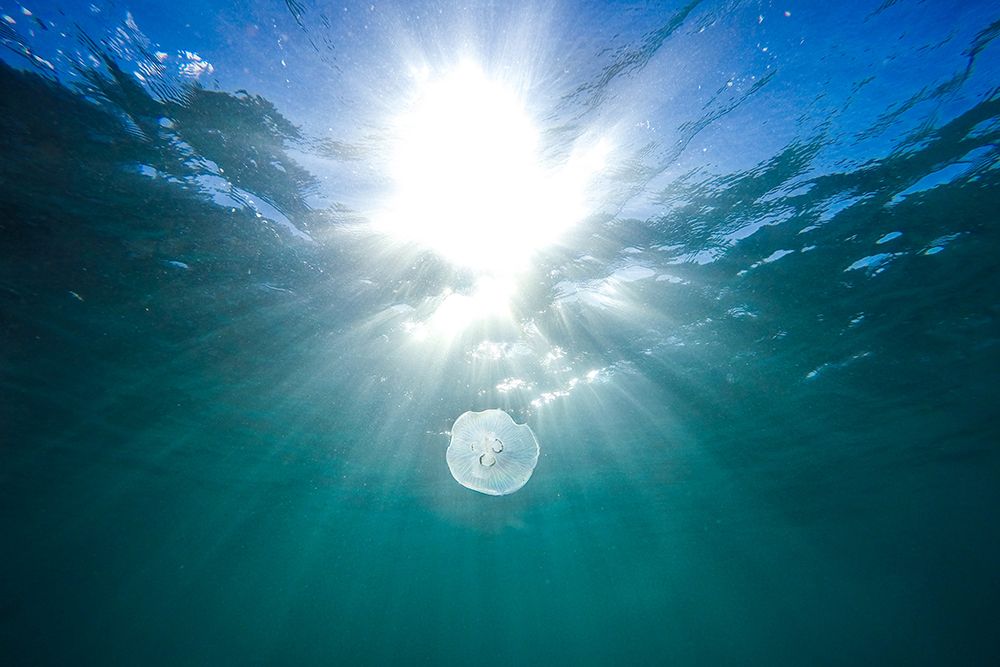 Jellyfish at Bondi Beach art print by Artographie for $57.95 CAD