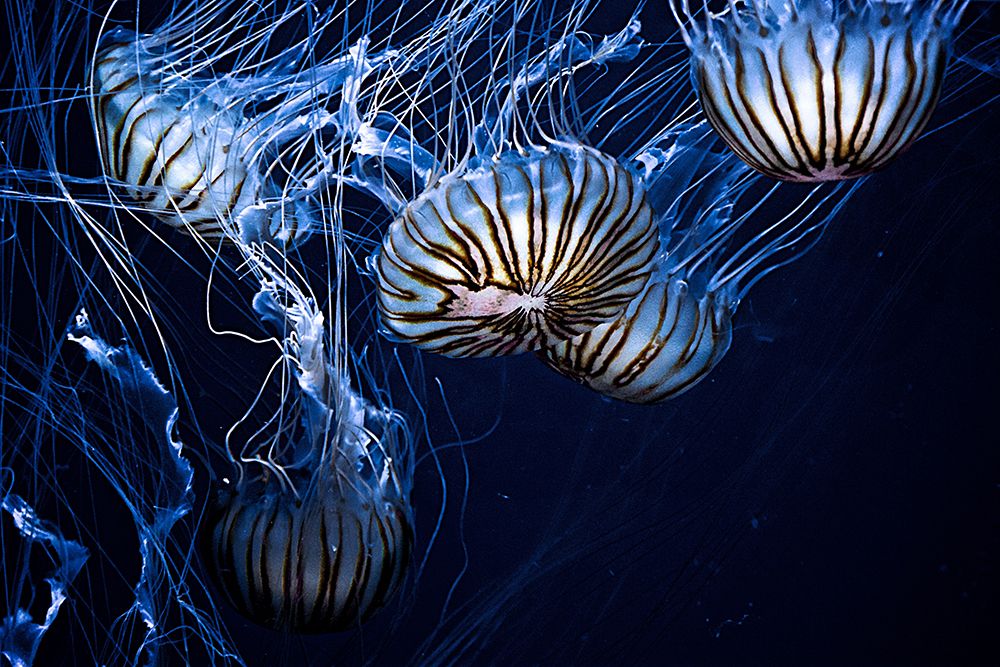 Jellyfish in Blue I art print by Artographie for $57.95 CAD