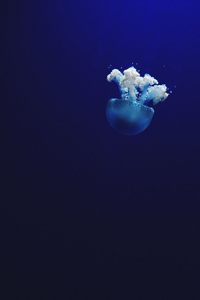 Jellyfish in Blue II art print by Artographie for $57.95 CAD