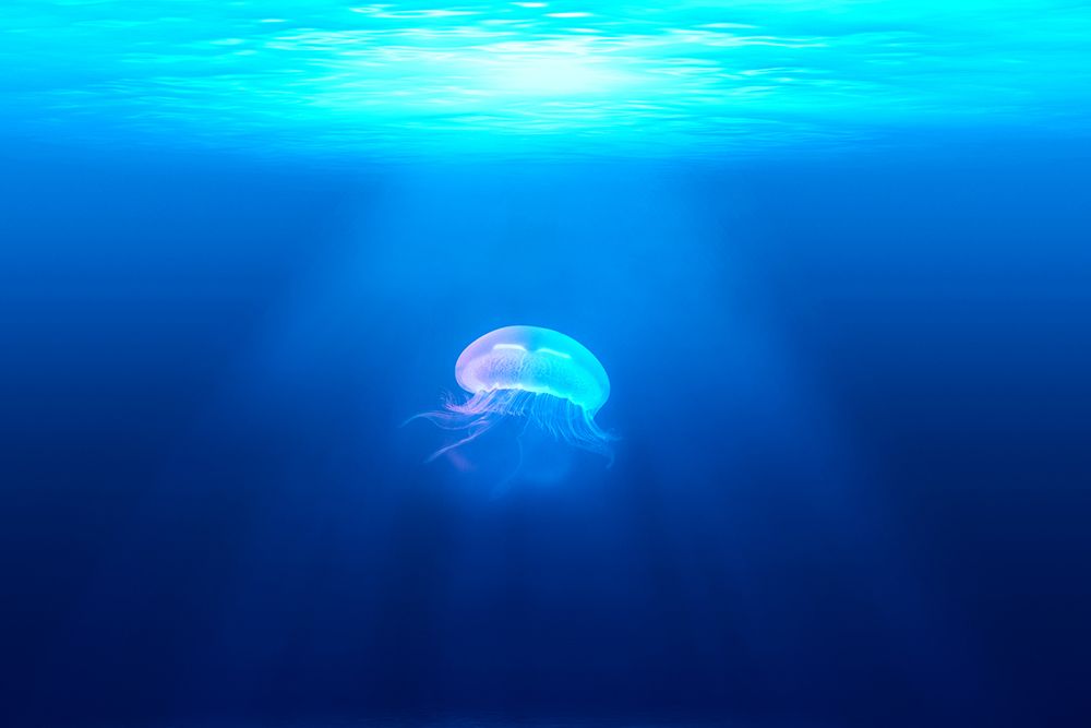 Jellyfish in Blue III art print by Artographie for $57.95 CAD