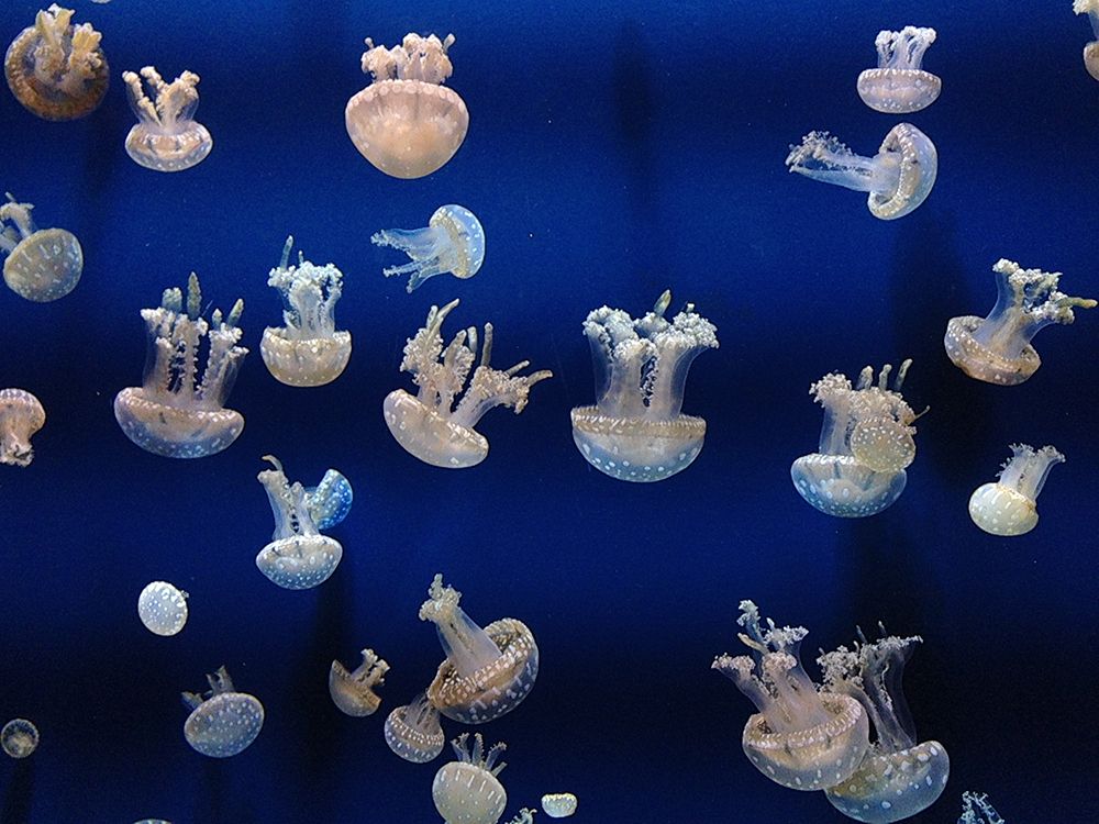 Jellyfish in Blue IV art print by Artographie for $57.95 CAD