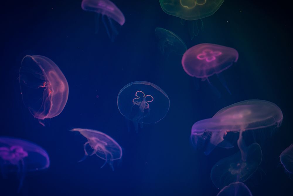 Jellyfish in Blue V art print by Artographie for $57.95 CAD