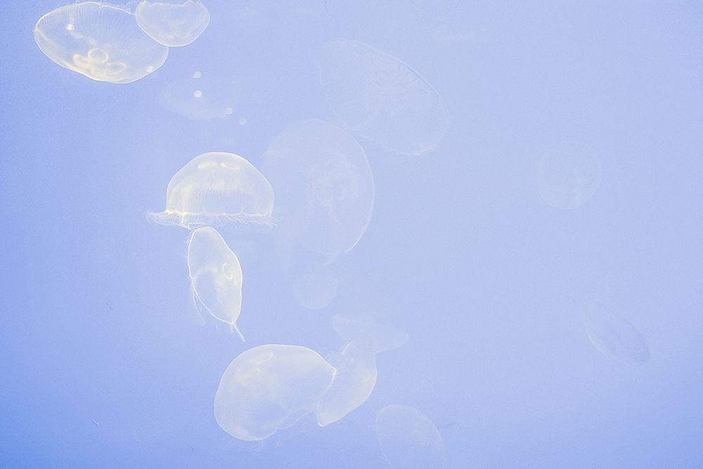 Jellyfish in La Rochelle art print by Artographie for $57.95 CAD