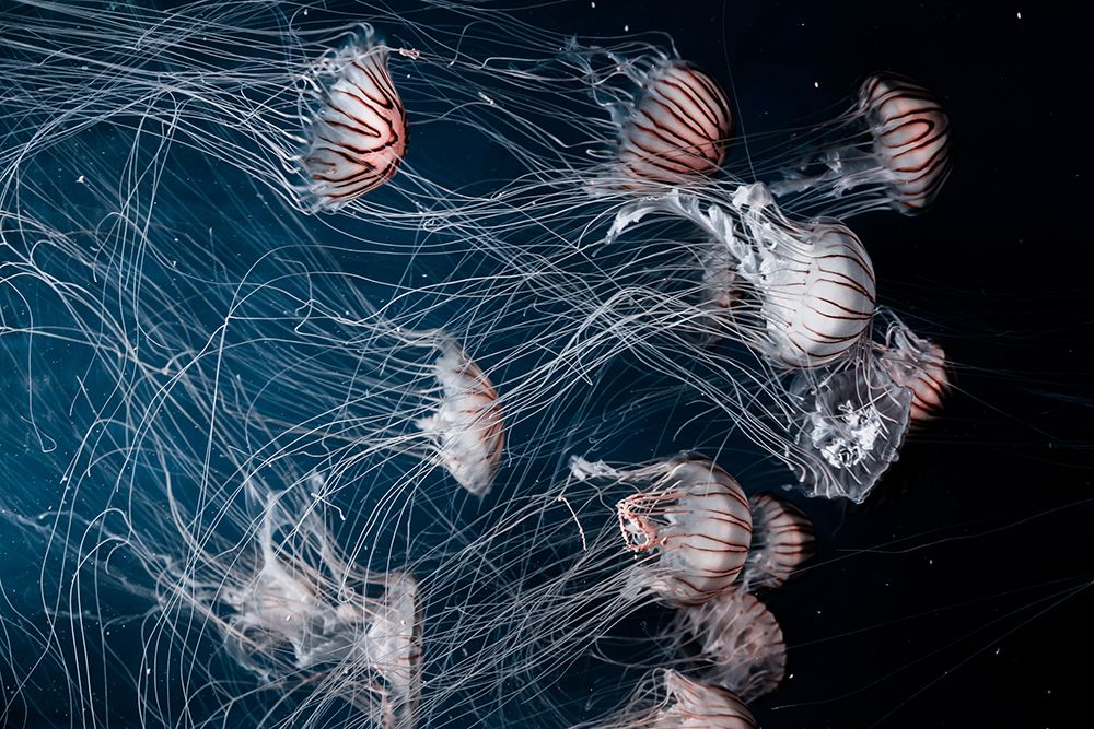 Jellyfish in the Deep art print by Artographie for $57.95 CAD