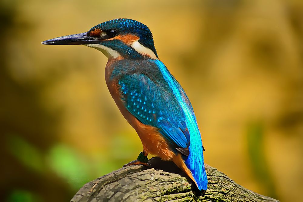 Kingfisher art print by Artographie for $57.95 CAD