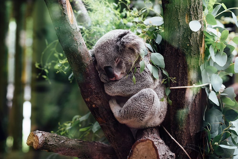 Koala Napping art print by Artographie for $57.95 CAD