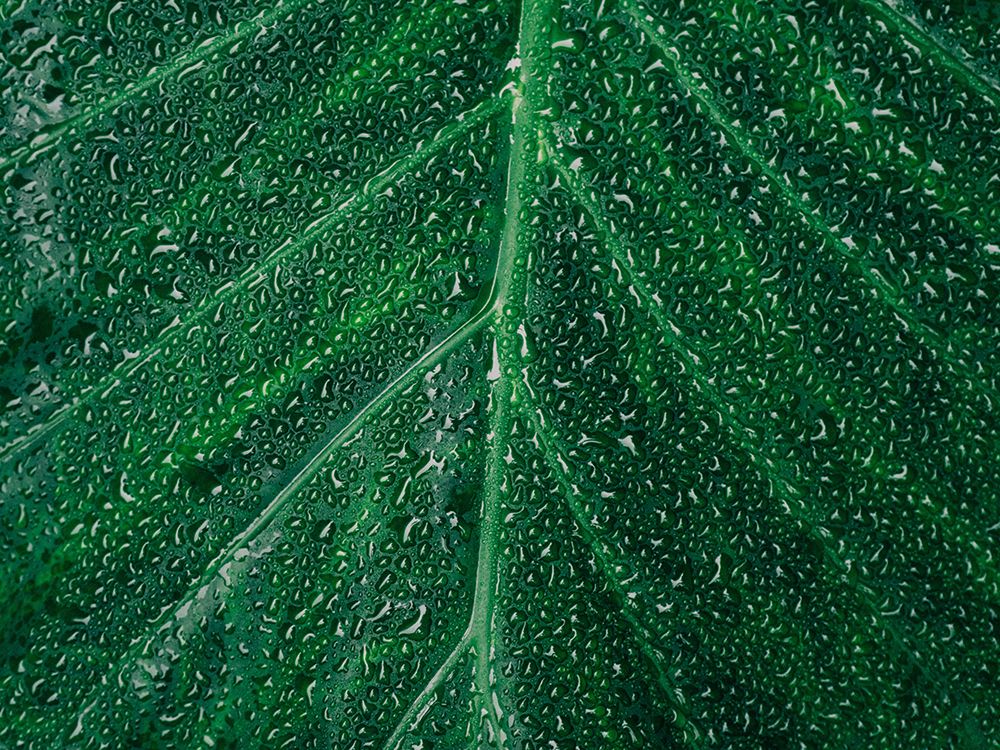 Leafy Green art print by Artographie for $57.95 CAD