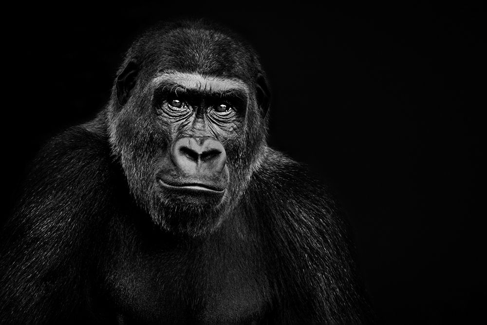 Lowland Gorilla art print by Artographie for $57.95 CAD