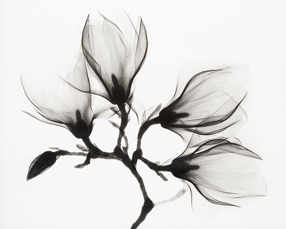 Magnolia Branch with Four Flowers art print by Artographie for $57.95 CAD