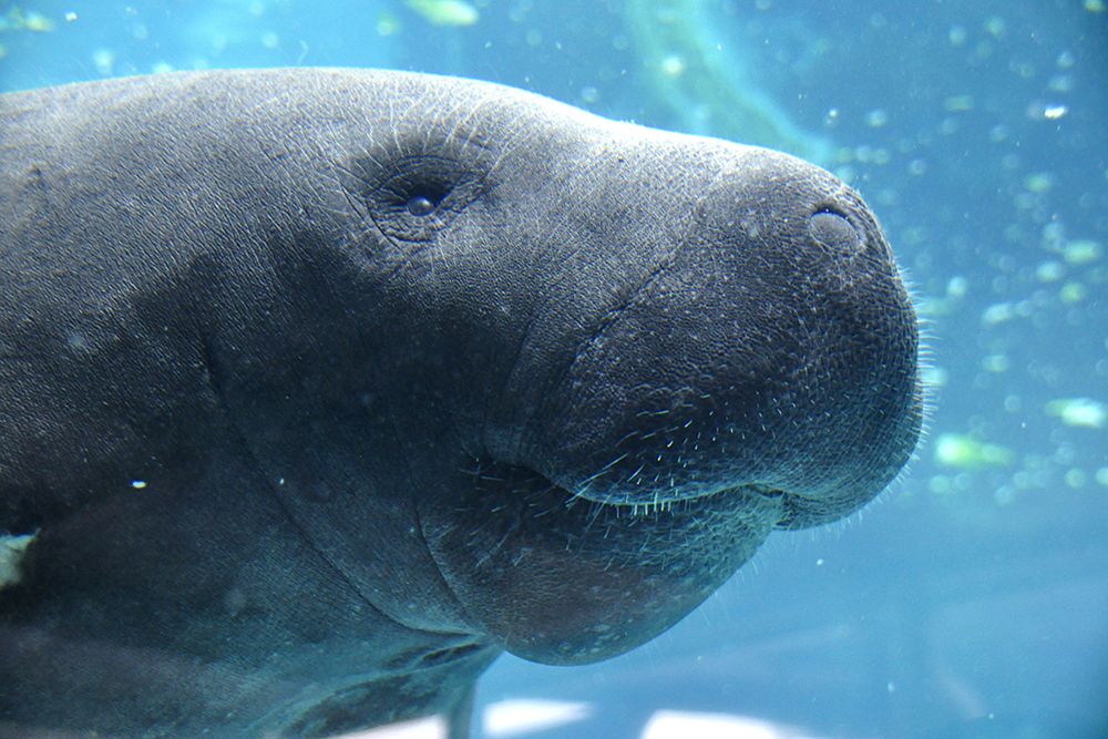 Manatee Close up art print by Artographie for $57.95 CAD