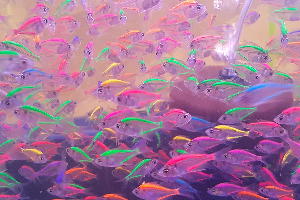 Neon Fish art print by Artographie for $57.95 CAD
