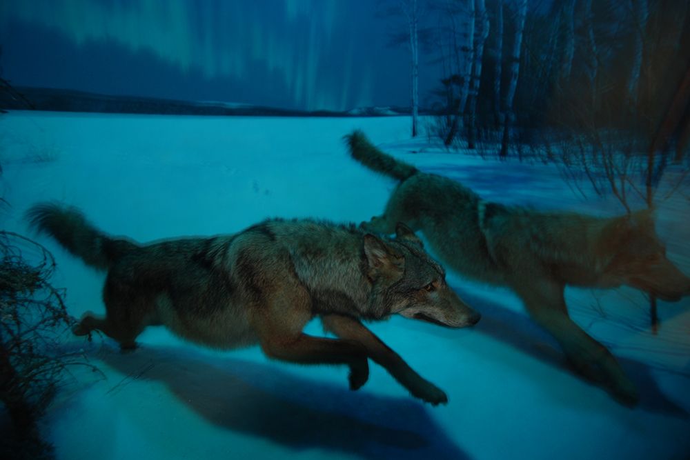 Night Wolf art print by Artographie for $57.95 CAD