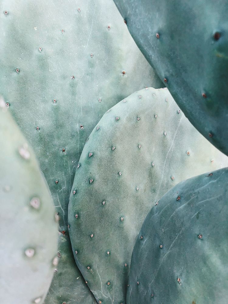 Opuntia Cactus, Arizona art print by Artographie for $57.95 CAD
