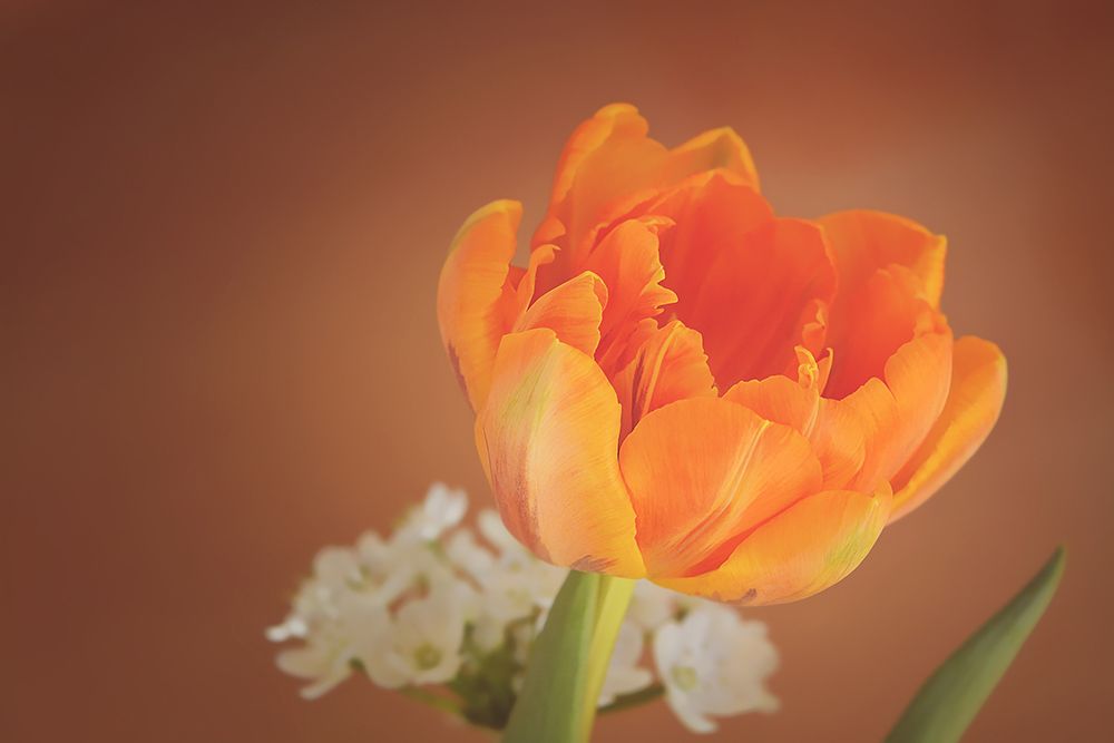 Orange Tulip art print by Artographie for $57.95 CAD