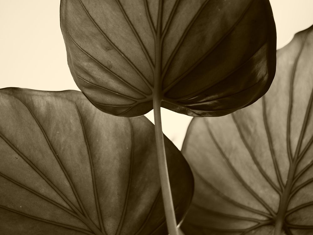 Palm Leaves in Bronze art print by Artographie for $57.95 CAD