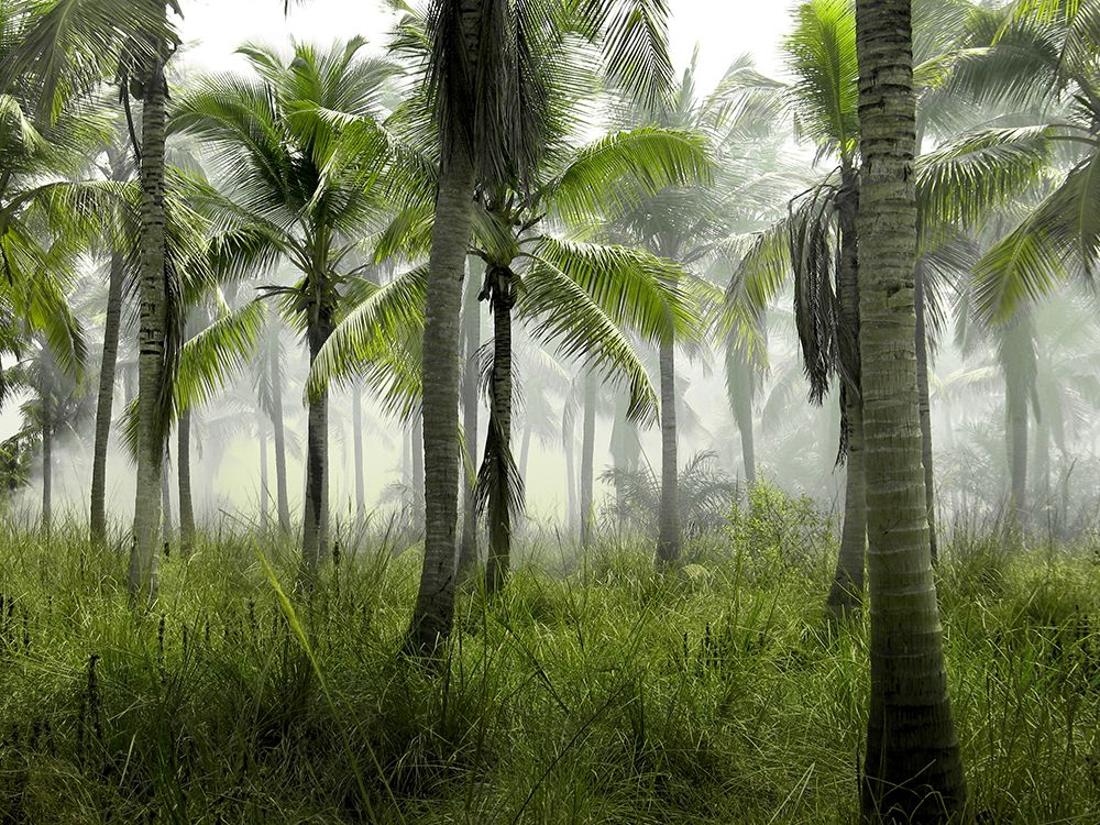 Palms in Morning art print by Artographie for $57.95 CAD