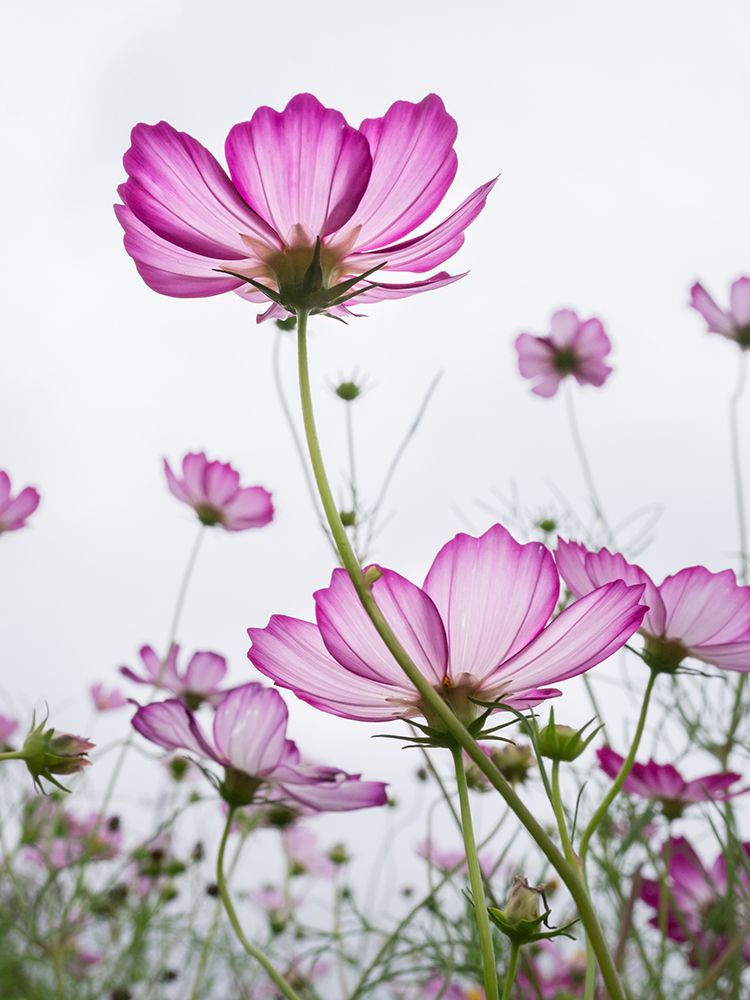 Pink cosmos I art print by Artographie for $57.95 CAD