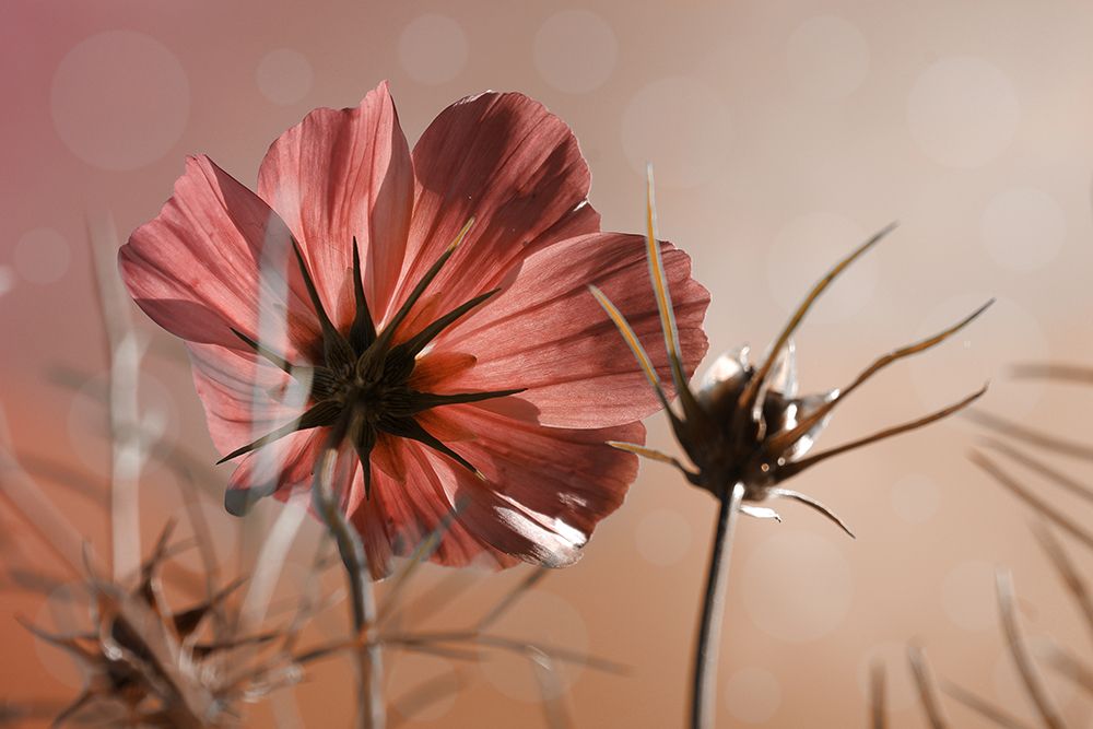 Pink cosmos II art print by Artographie for $57.95 CAD