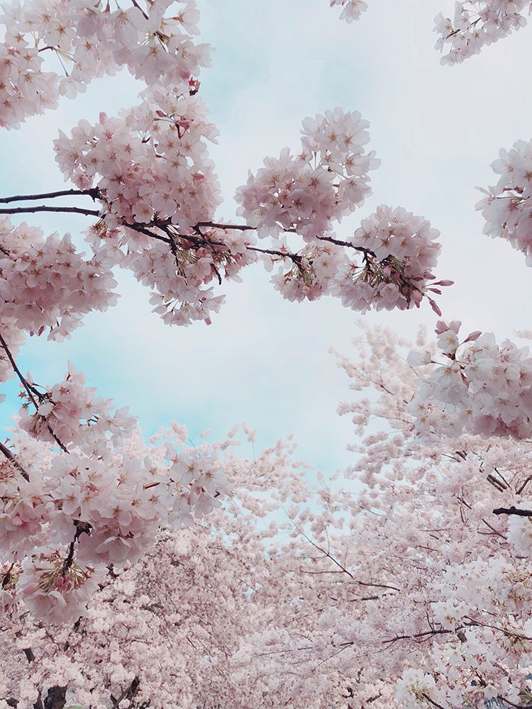 Portland Waterfront Cherry Blossoms, United States art print by Artographie for $57.95 CAD