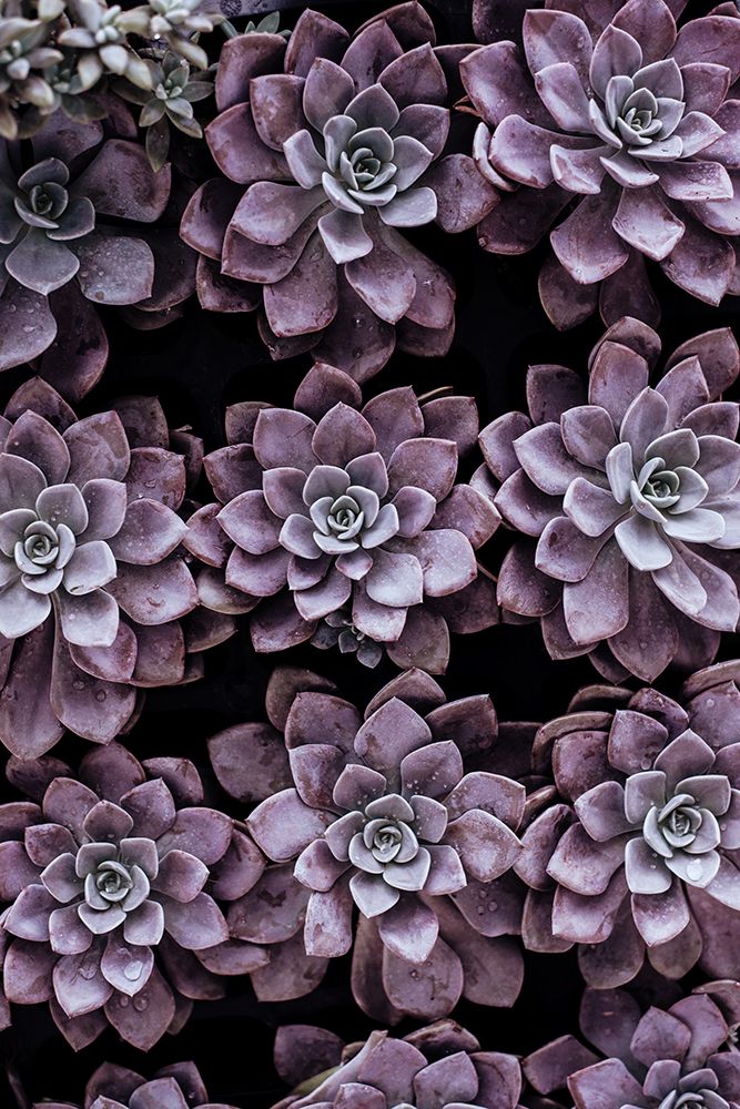 Purple Succulents art print by Artographie for $57.95 CAD