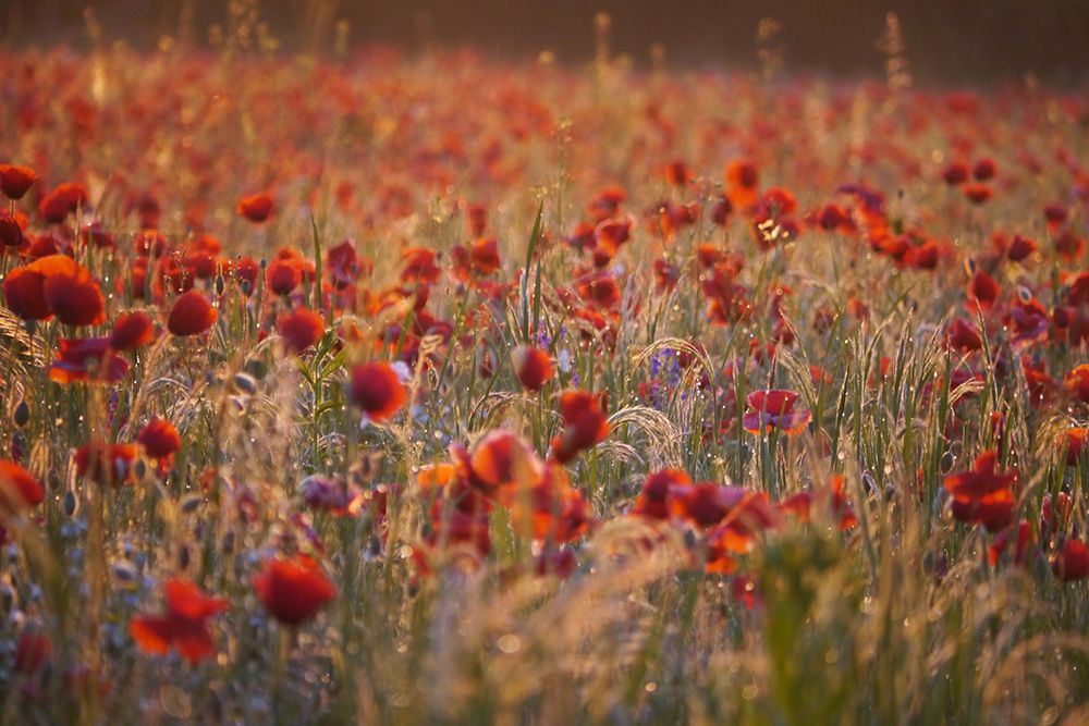 Red Poppy Field art print by Artographie for $57.95 CAD