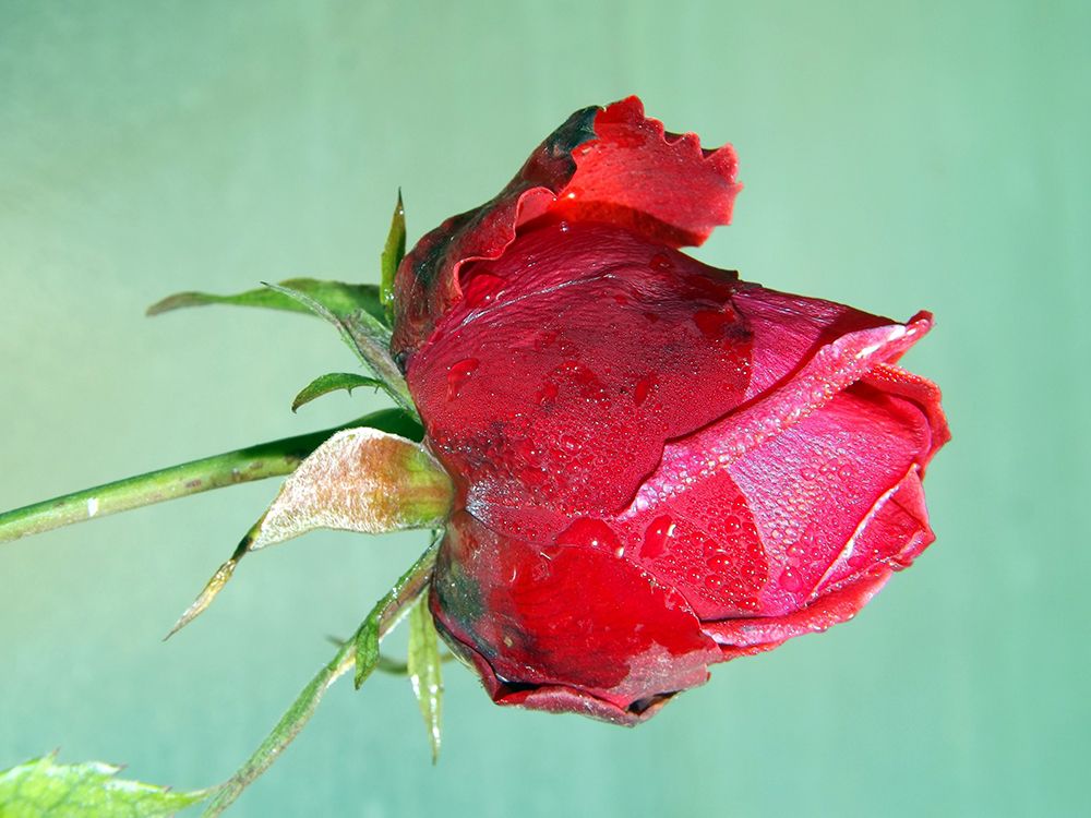 Red Rose art print by Artographie for $57.95 CAD