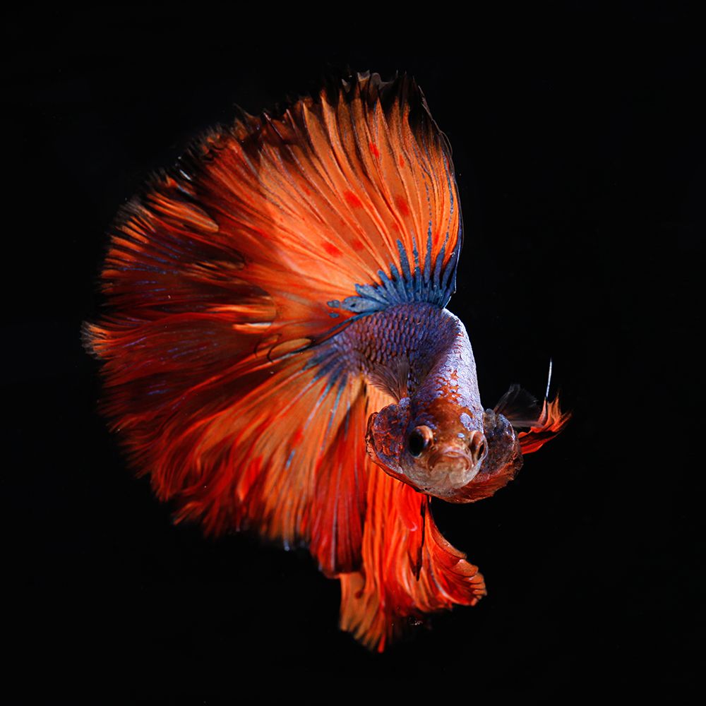 Red Tail Fish art print by Artographie for $57.95 CAD