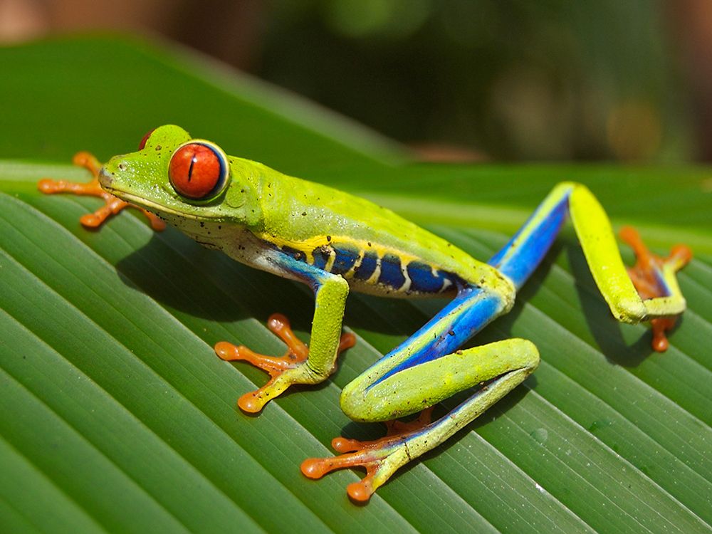 Red-eyed Tree Frog art print by Artographie for $57.95 CAD