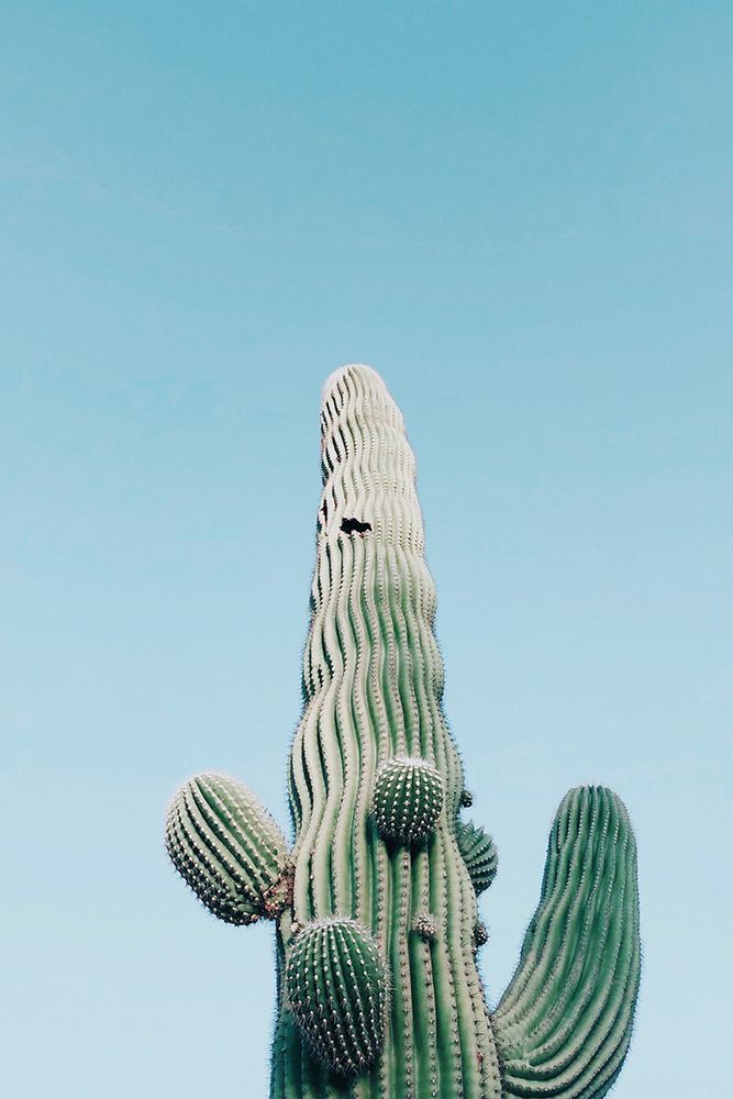 Saguaro Cactus, Arizona art print by Artographie for $57.95 CAD