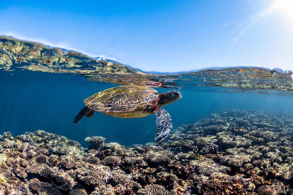 Sea Turtle II art print by Artographie for $57.95 CAD