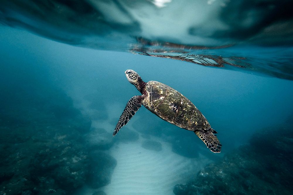 Sea Turtle Swimming in the Ocean art print by Artographie for $57.95 CAD