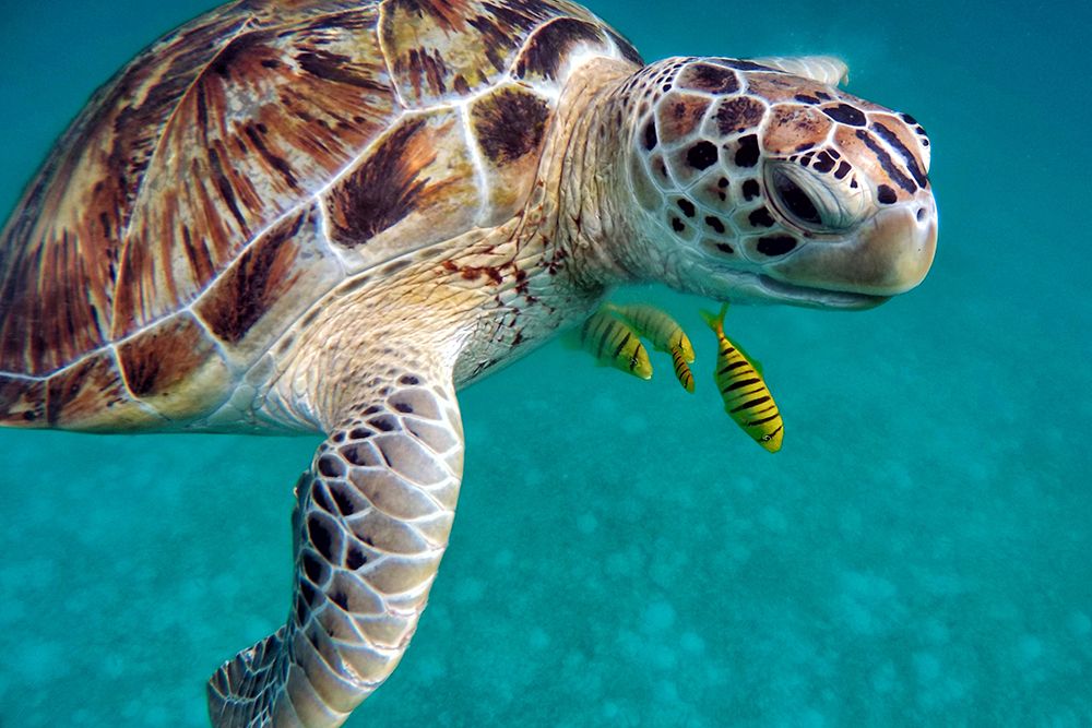 Sea Turtle with Friends art print by Artographie for $57.95 CAD