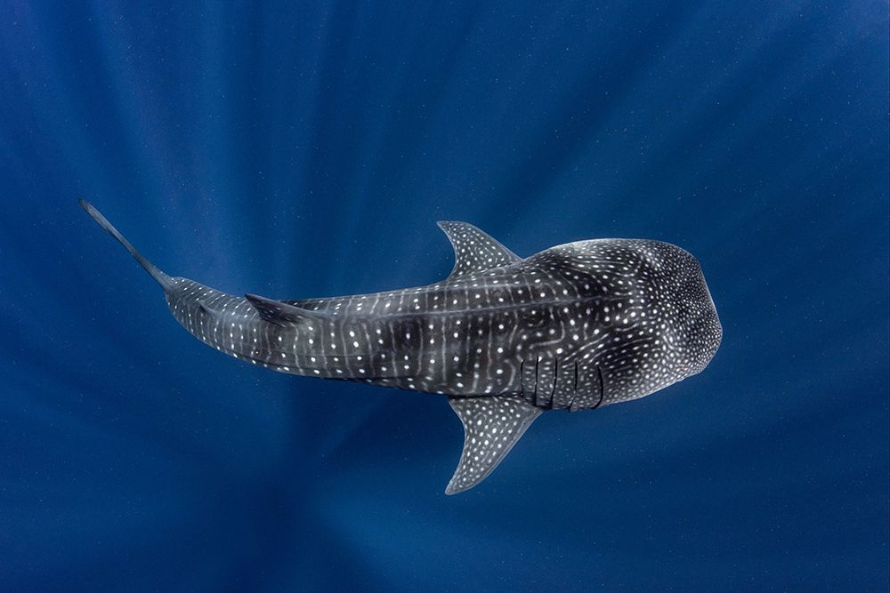 Shark in Blue art print by Artographie for $57.95 CAD