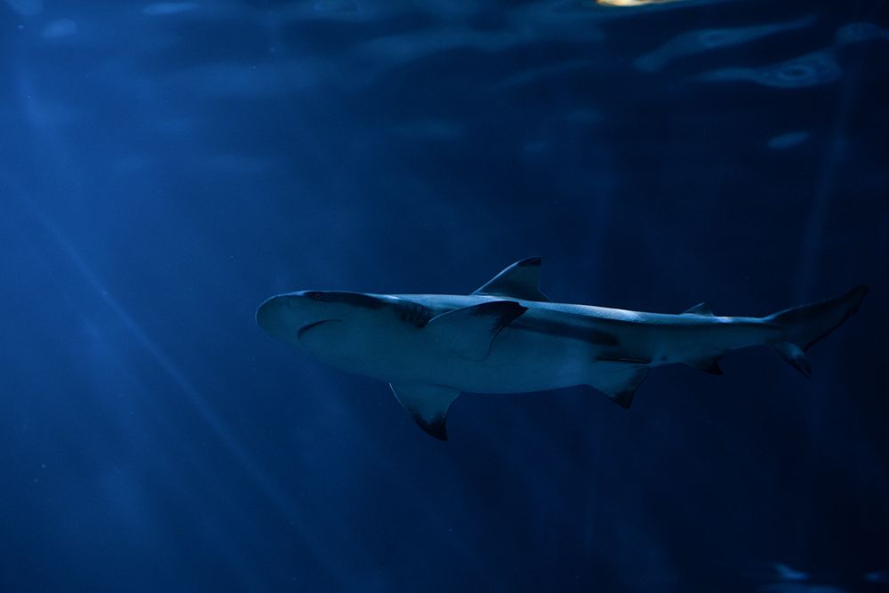 Shark in the Deep art print by Artographie for $57.95 CAD