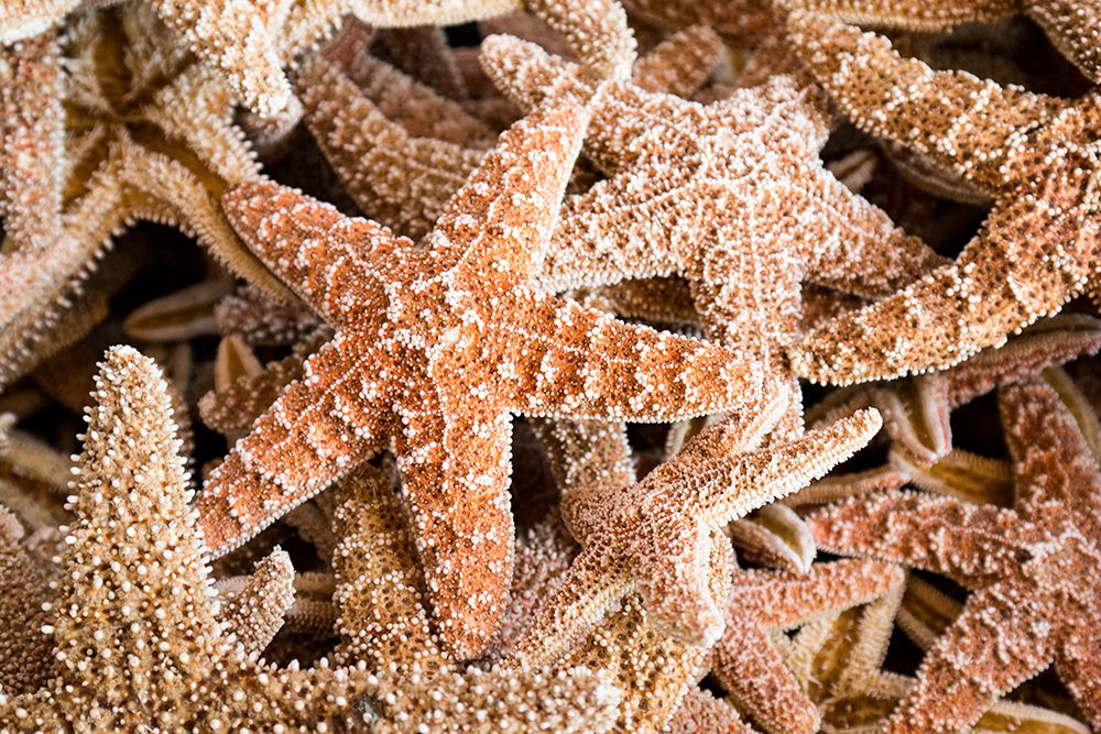 Starfish art print by Artographie for $57.95 CAD