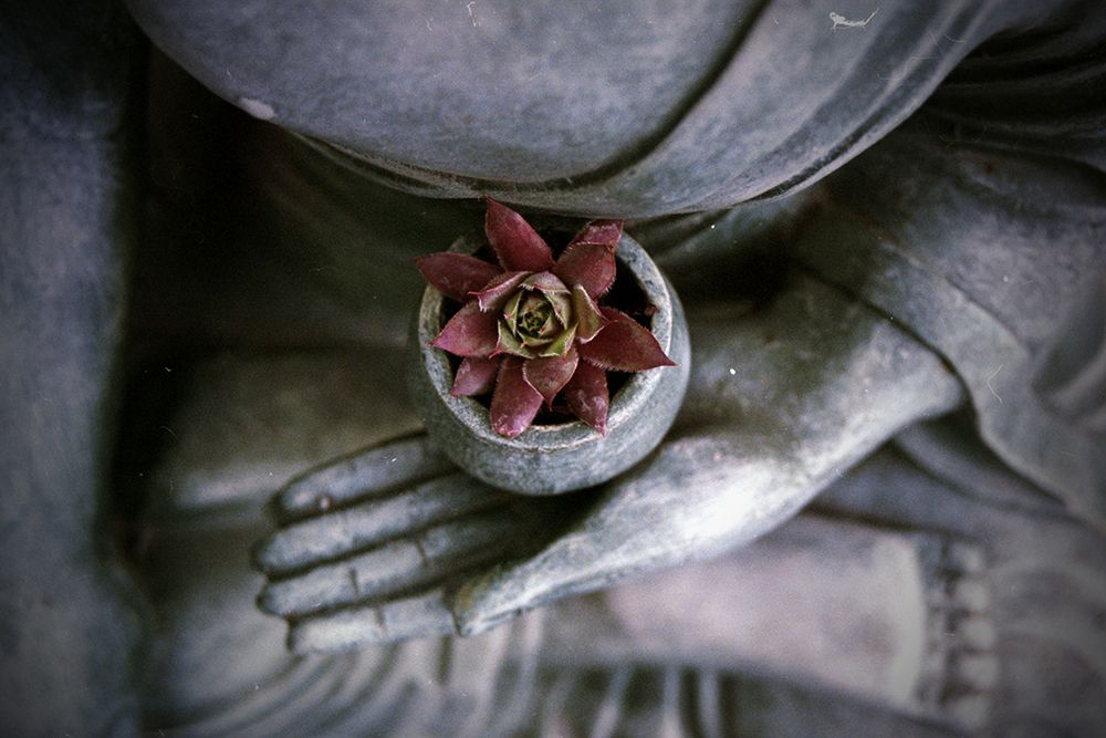 Succulent in Monks Bowl Statue art print by Artographie for $57.95 CAD